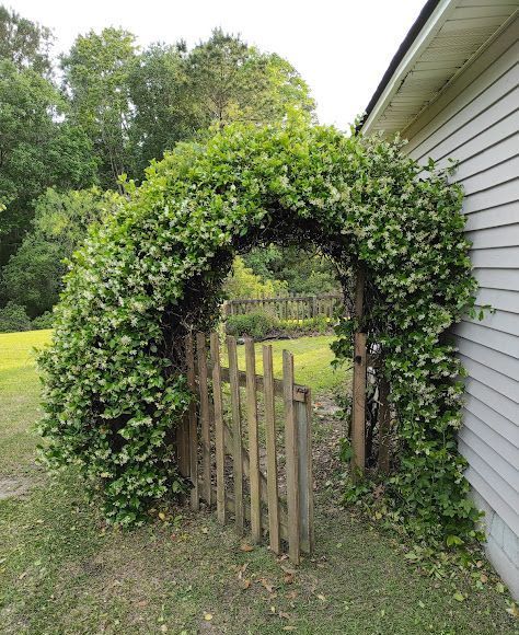 A wooden archway with ivy growing on the side of a house