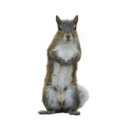 Squirrel | Galvin, WA | Jack Russell Wildlife Control