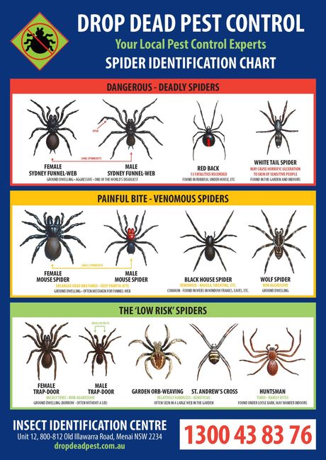pest control spider identification