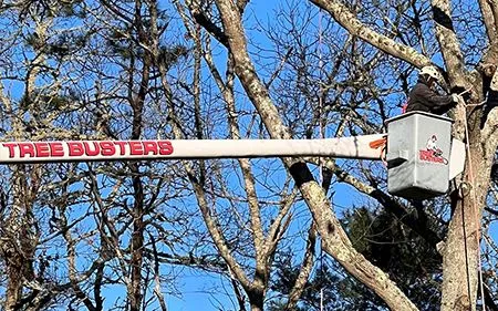 A man is cutting a tree with a tree busters bucket.