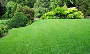 A lush green lawn surrounded by trees and bushes in a park.