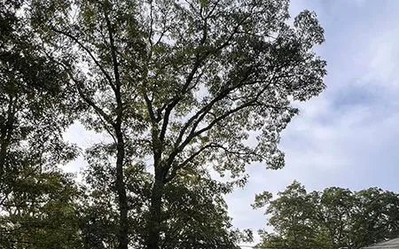 A tree with lots of leaves against a cloudy sky.