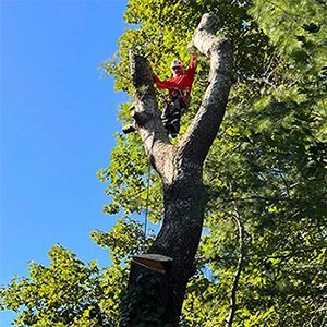 a man is climbing a tree with a chainsaw.