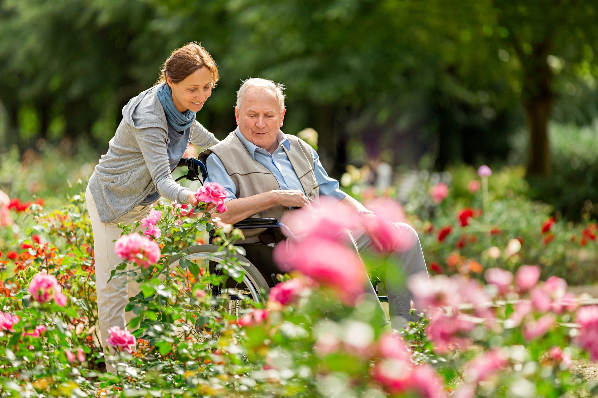 Woman assisting elderly man in wheelchair, examining pink roses in a garden.