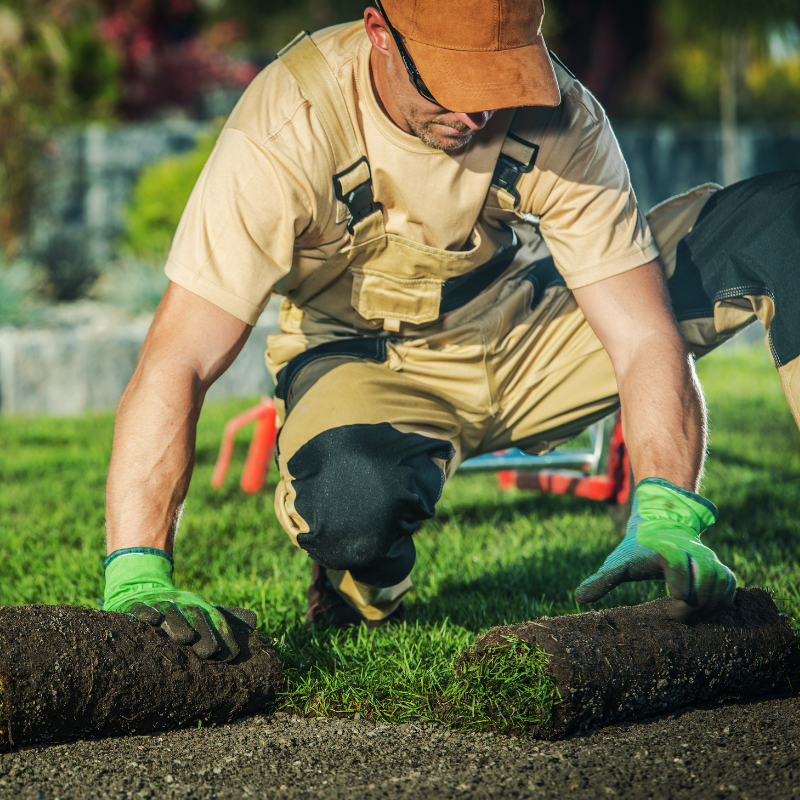 A man laying sod on a lawn, wearing work clothes and gloves.