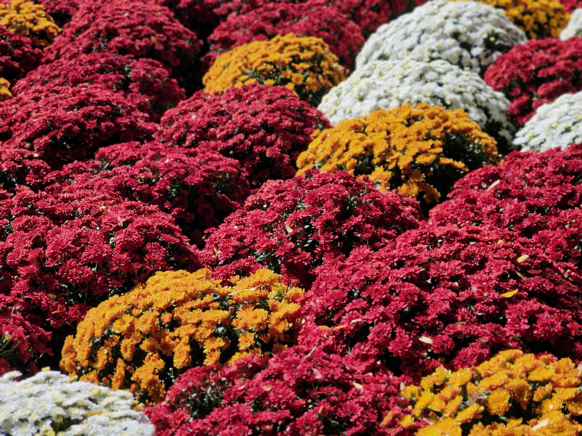 Clusters of red, orange, and white chrysanthemums, in a sunny garden bed.