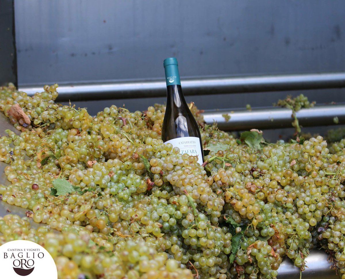 Bottiglia di vino in mezzo a un mucchio di uva verde in una cantina.