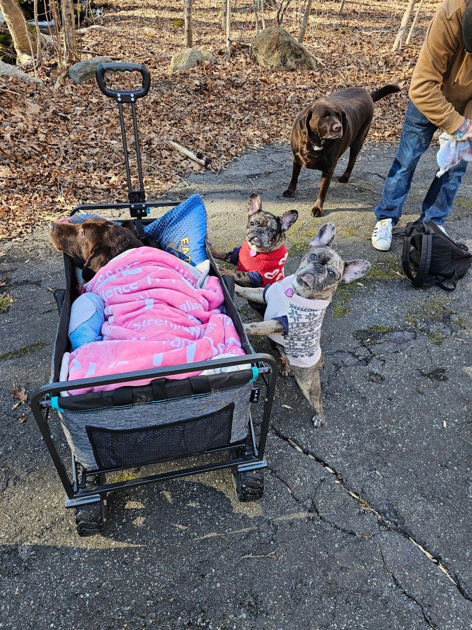 A man is walking three dogs in a wagon.