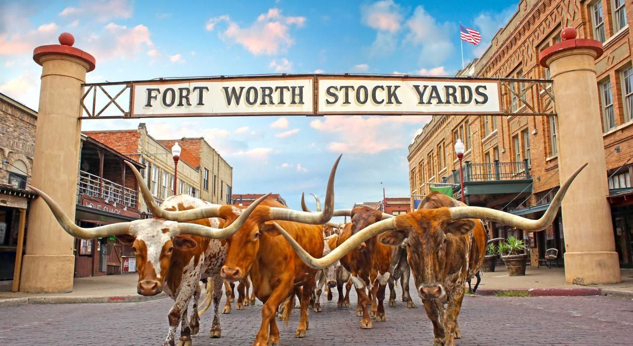 A herd of longhorn cattle walking down a city street under a sign that says Fort Worth stock yards.