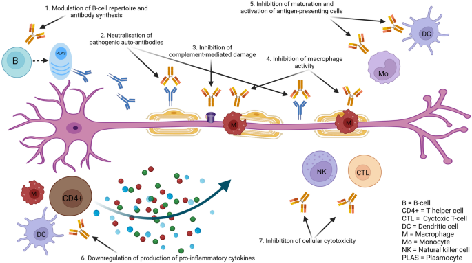 A diagram of a nerve cell with arrows pointing to different types of cells