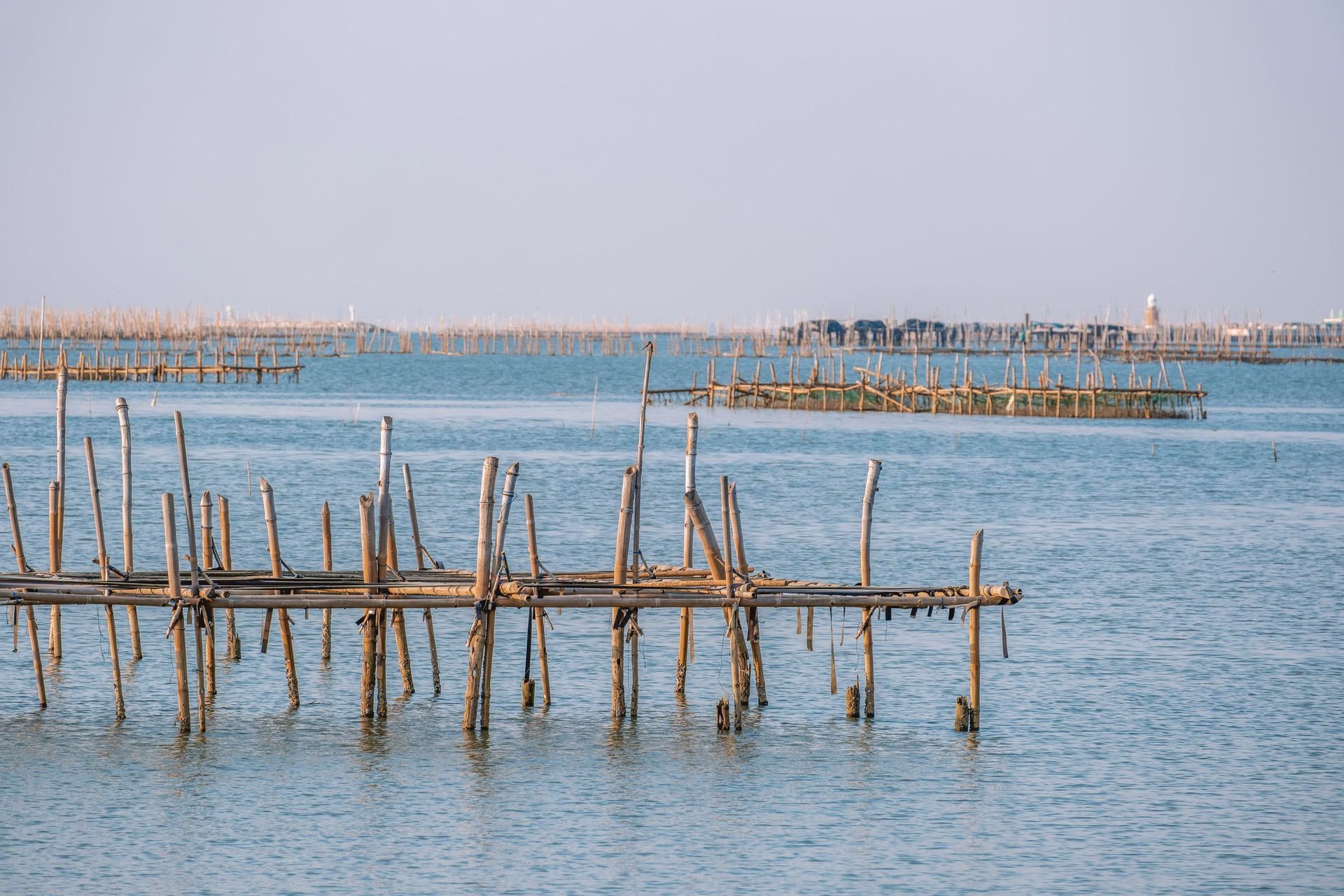 Wooden fishing stakes in calm blue water with a hazy shoreline in the distance