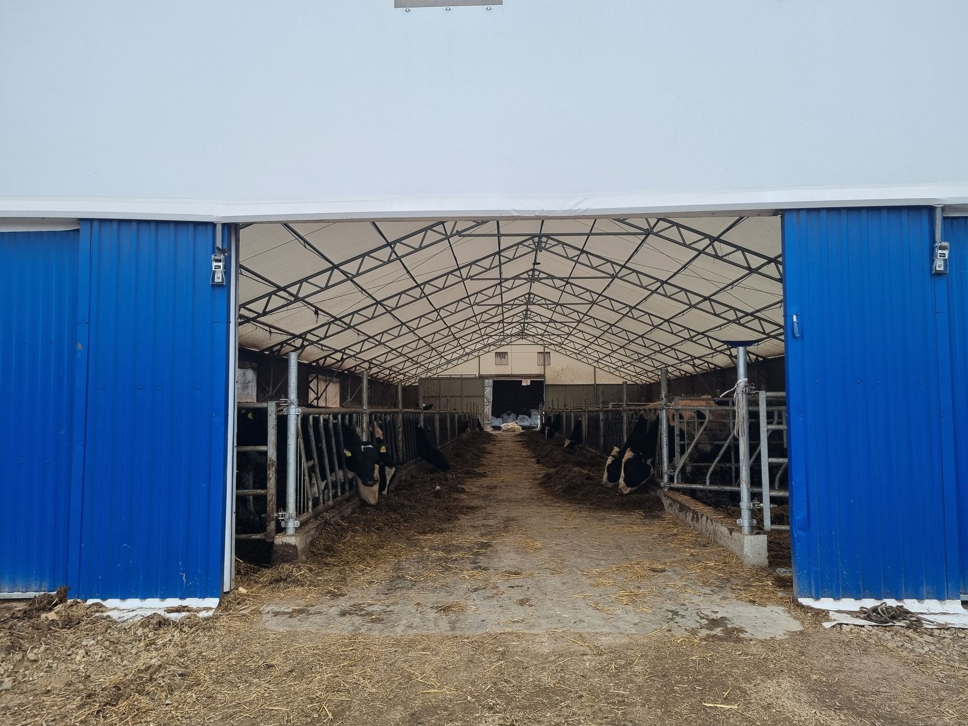 Mėlynai baltas tvarto interjeras su karvėmis garduose; vaizdas pro atviras duris.