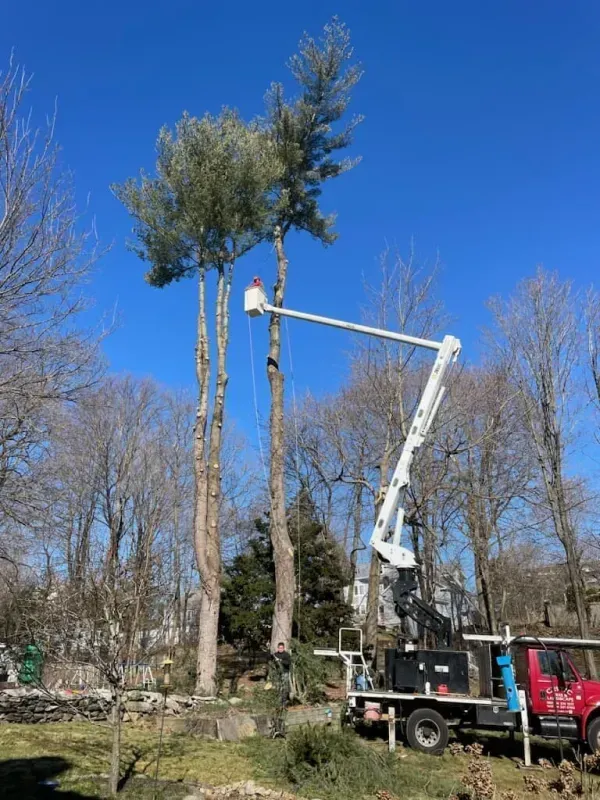 A worker in a bucket truck lifts to prune the top of a tall pine tree against a clear blue sky.