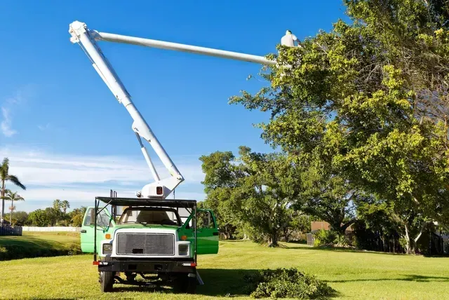 A green utility truck with an extended boom lift raised into a large green tree in a grassy field under a blue sky.