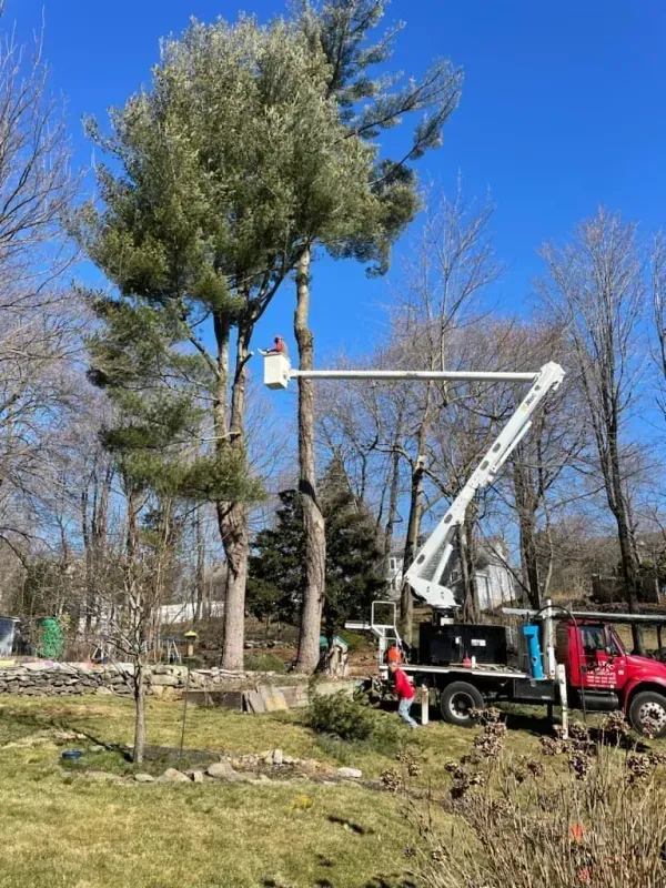 A worker in a bucket truck lifts to trim tall pine trees in a residential yard on a sunny day.
