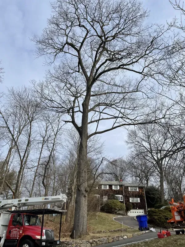 A large, leafless tree stands in a front yard with a red utility bucket truck parked in the foreground.