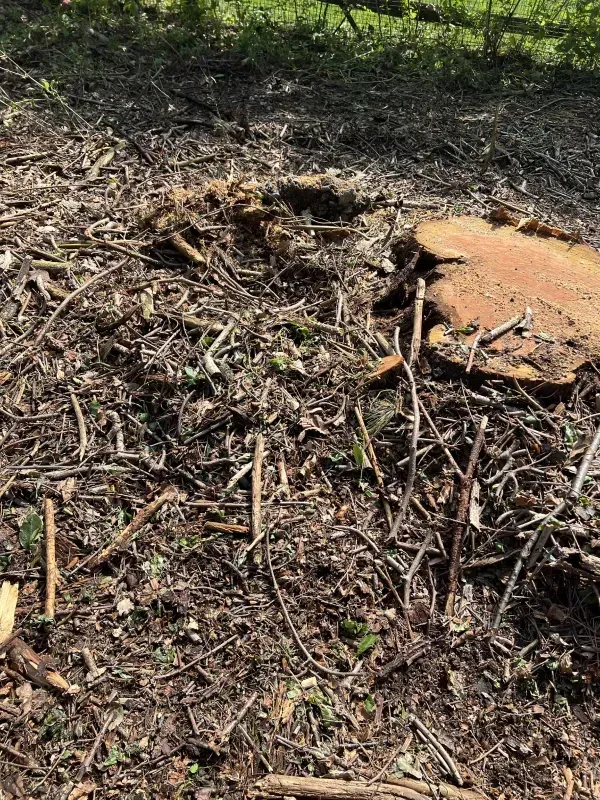 A freshly cut tree stump sits in a clearing of dirt, dry leaves, and small twigs, with green foliage in the background.