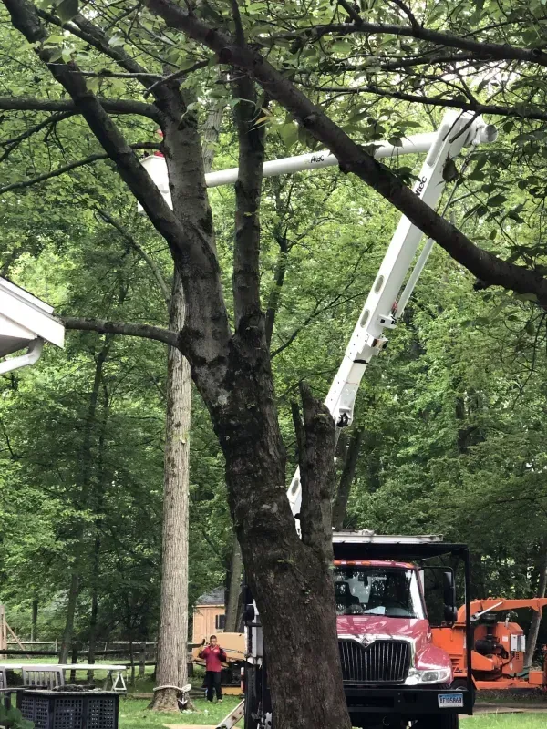 A bucket truck parked in a wooded area with its boom extended upward to reach the branches of a tall tree.