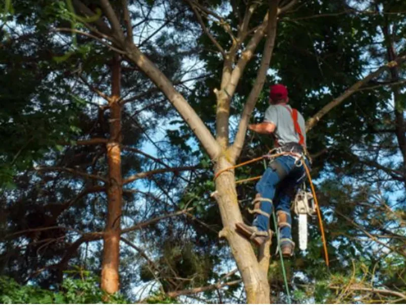 An arborist in protective gear climbs a tree, carrying a chainsaw, while working in a dense, sunlit forest.