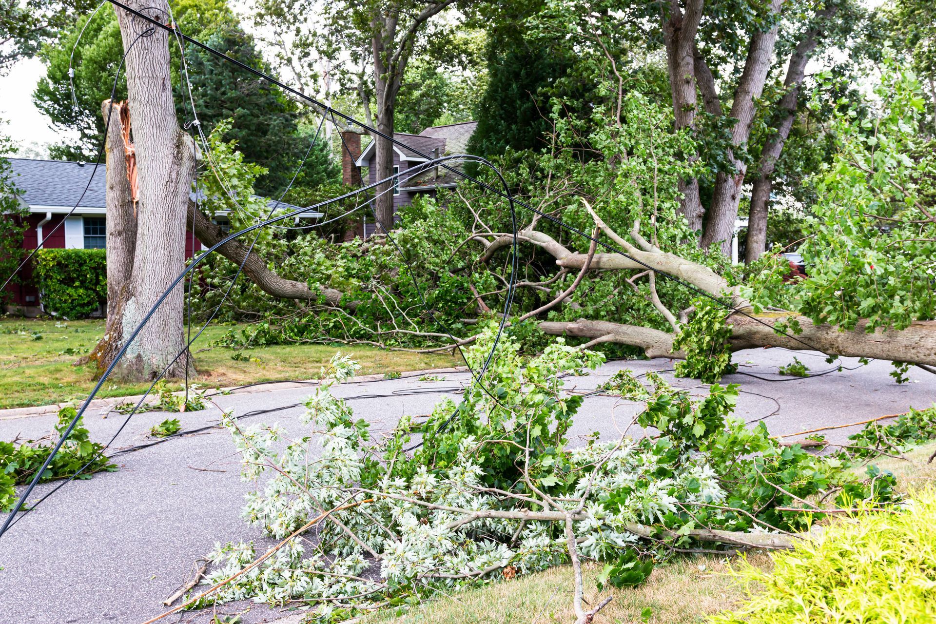 A large fallen tree blocks a residential street, with broken branches strewn across the road and power lines hanging low.