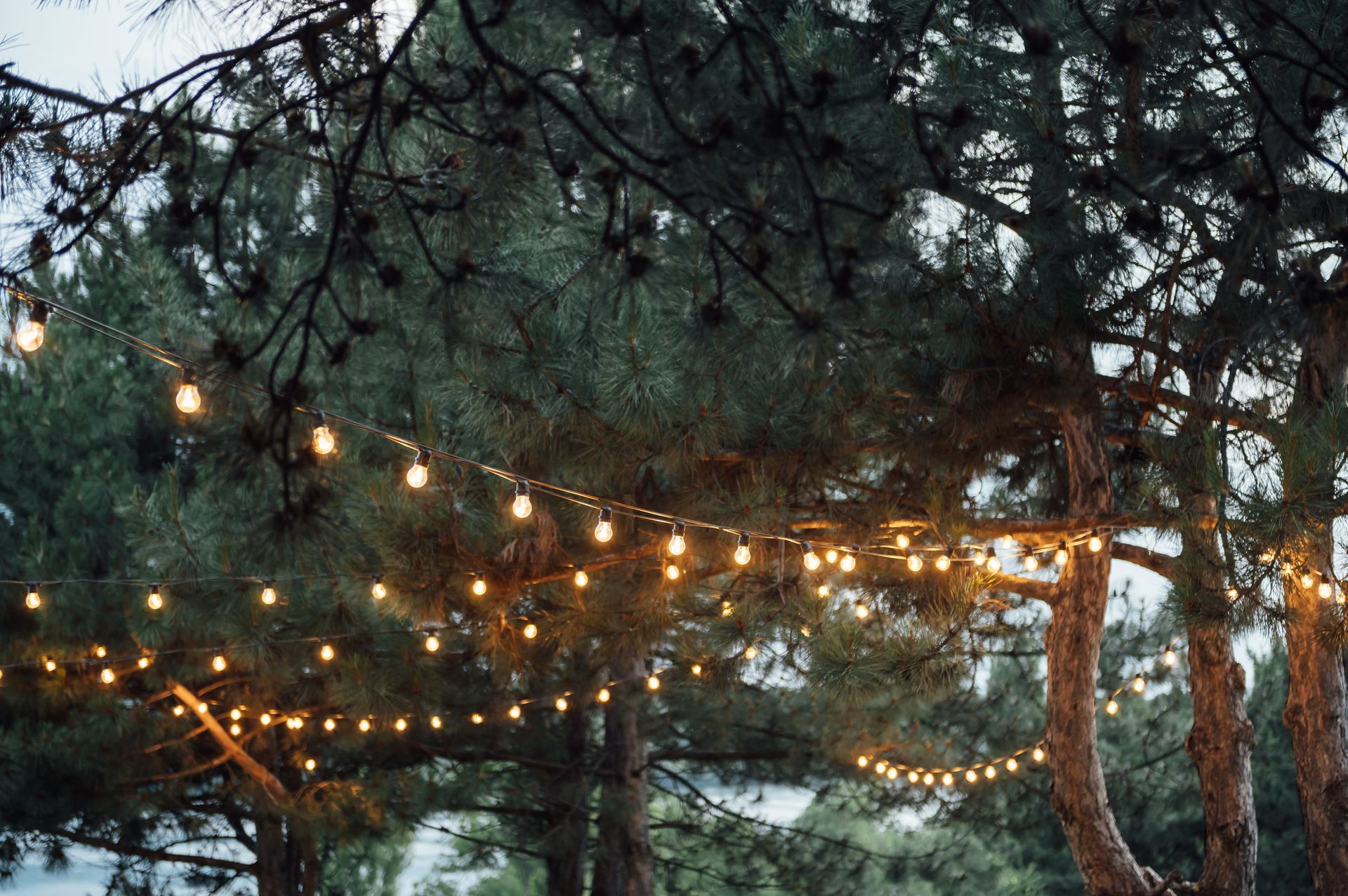 String lights glowing warmly against a backdrop of dark, lush pine trees at twilight.