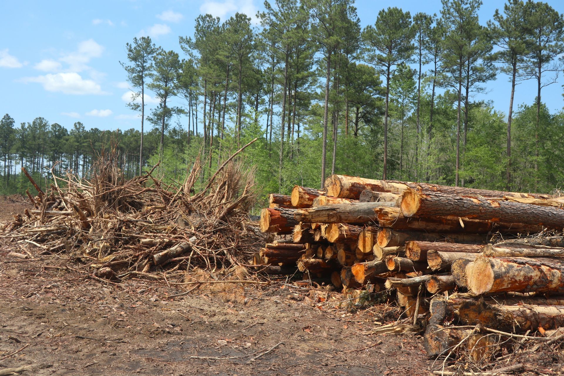 A pile of freshly cut pine logs sits next to a mound of wood debris in a clearing in front of a forest.
