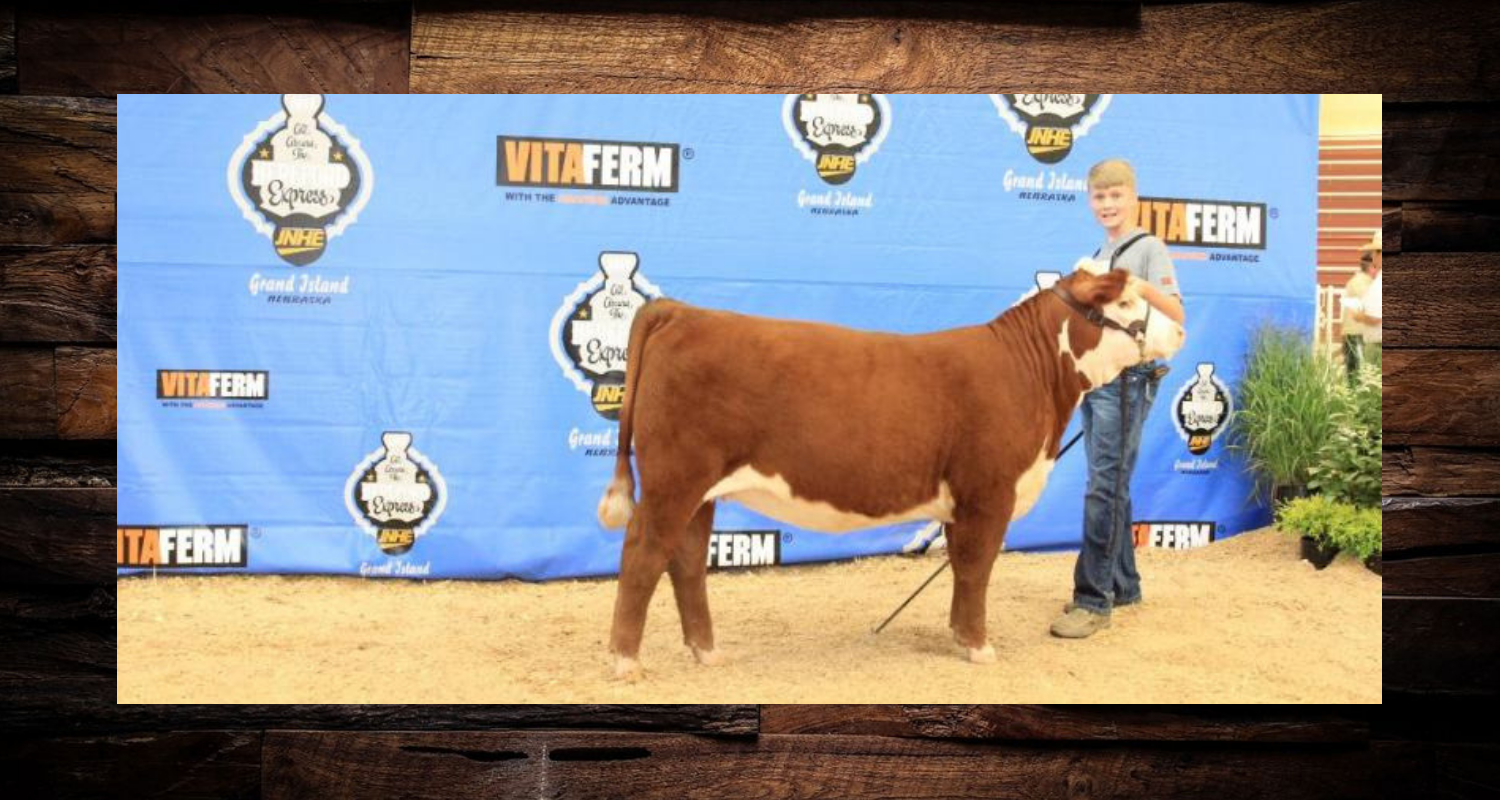 Brown cow standing in profile at a livestock show with a blue Vitafirm backdrop