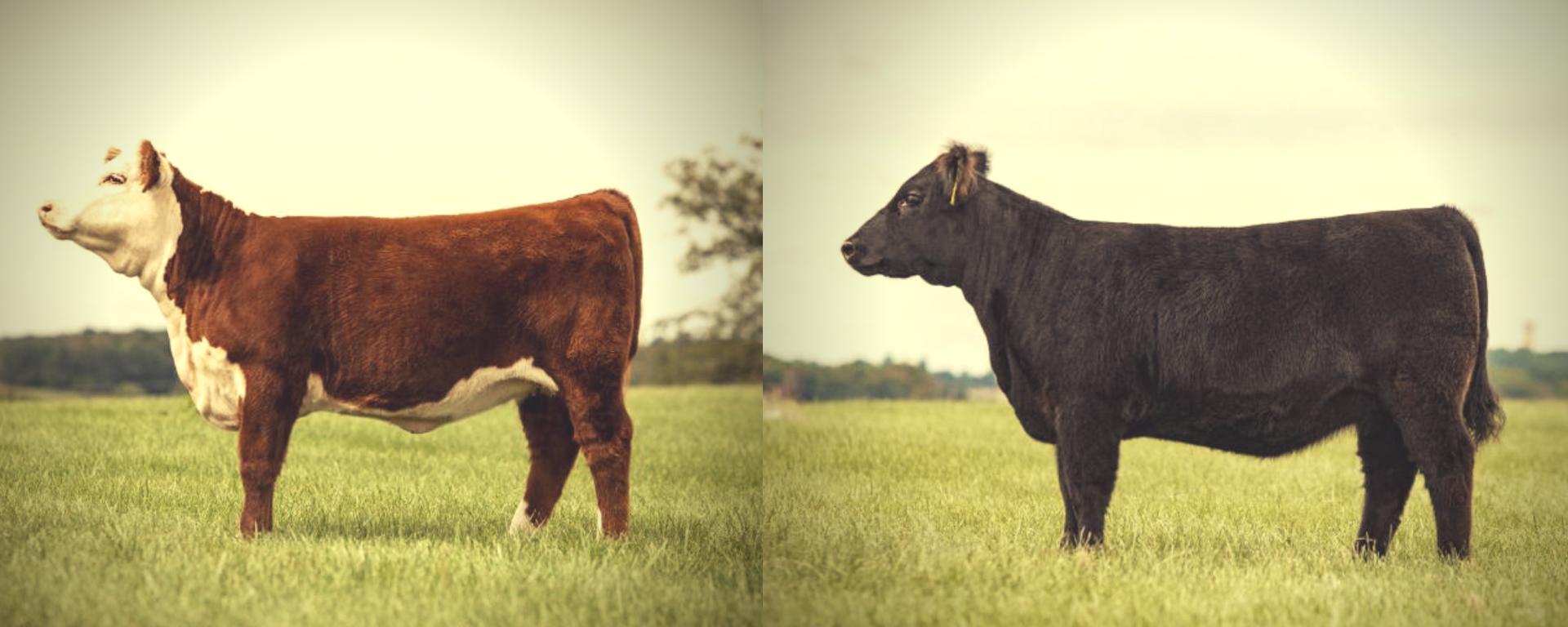 Two cows standing side by side in a grassy field, one brown and one black.