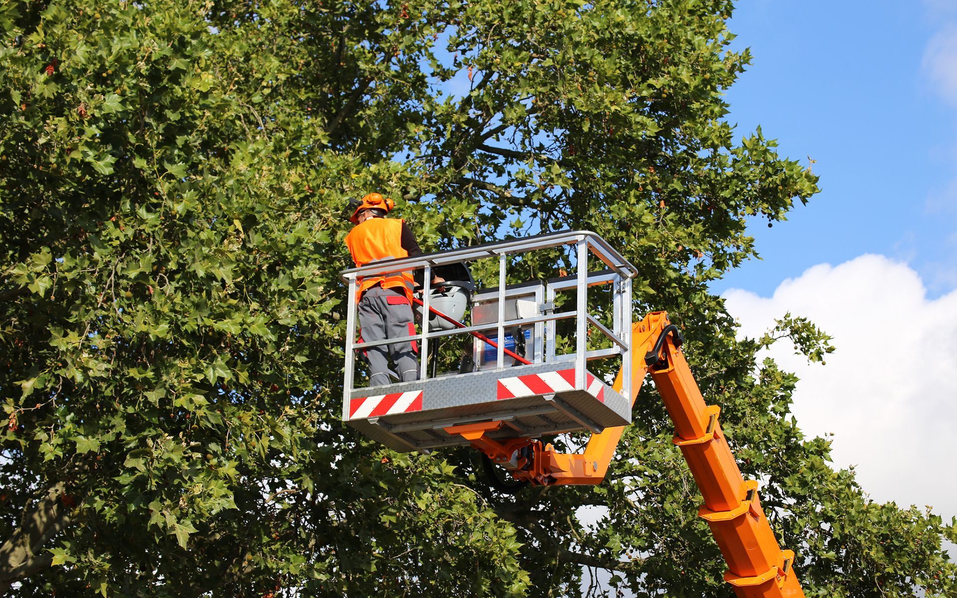 A man is cutting a tree with a crane.