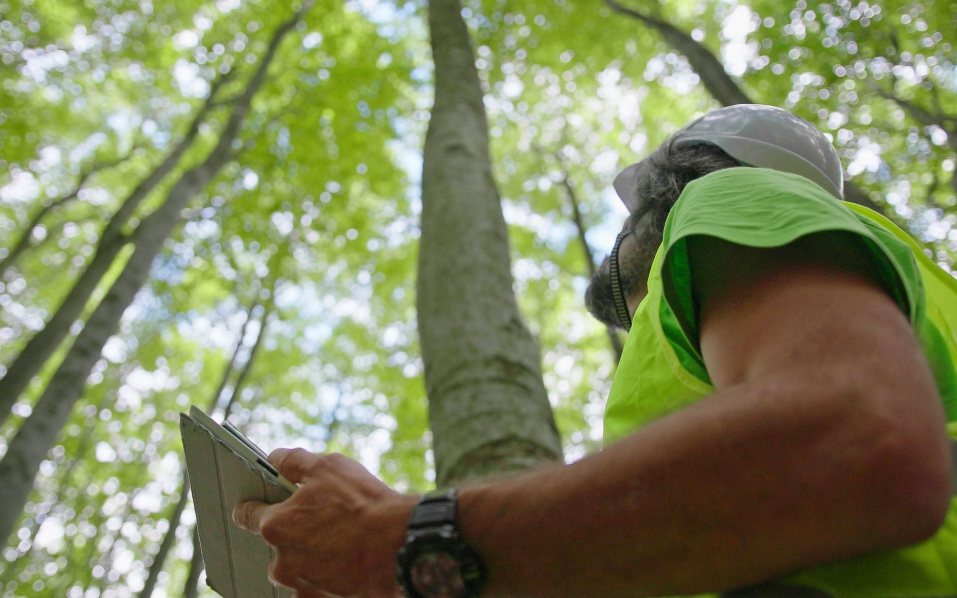 A man in a green vest is standing in the woods looking up at a tree.