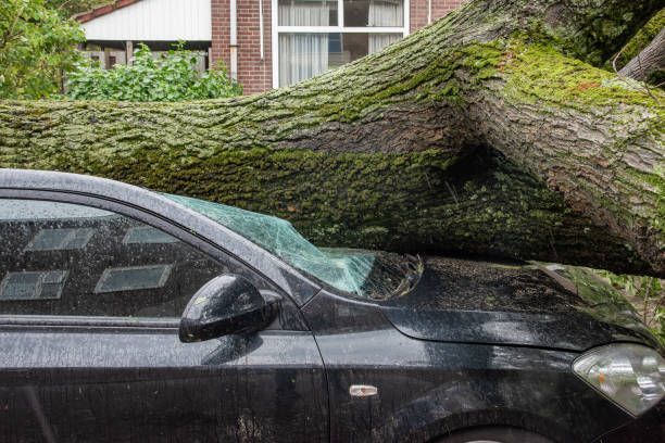 A tree is being cut down by a machine.