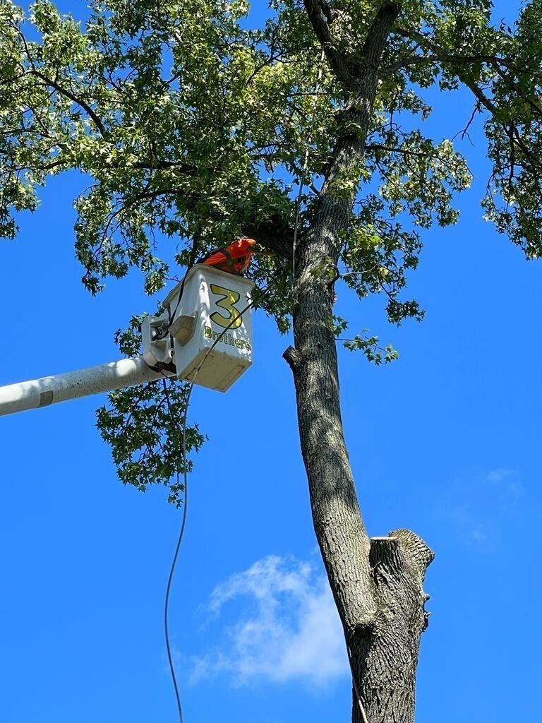 A man in a bucket is cutting a tree