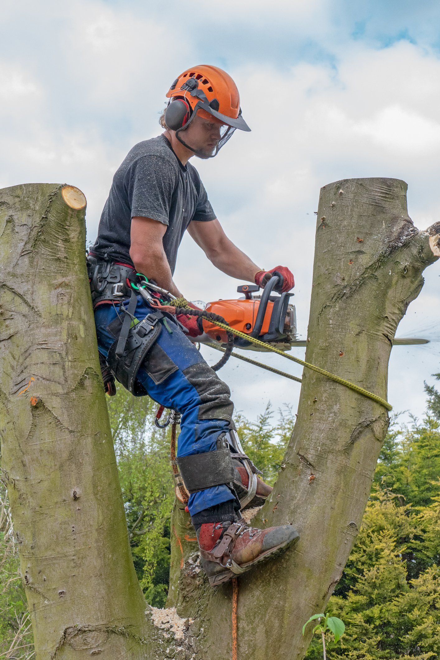 Arborist Working Up A Tree - New Castle, DE - 3 Brothers Tree Services
