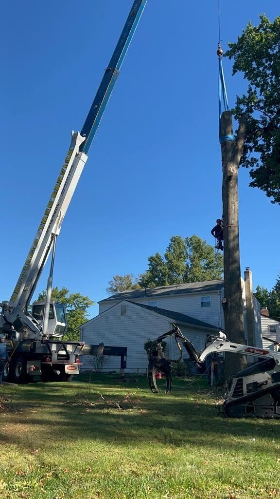A man is climbing a tree with a crane in the background.