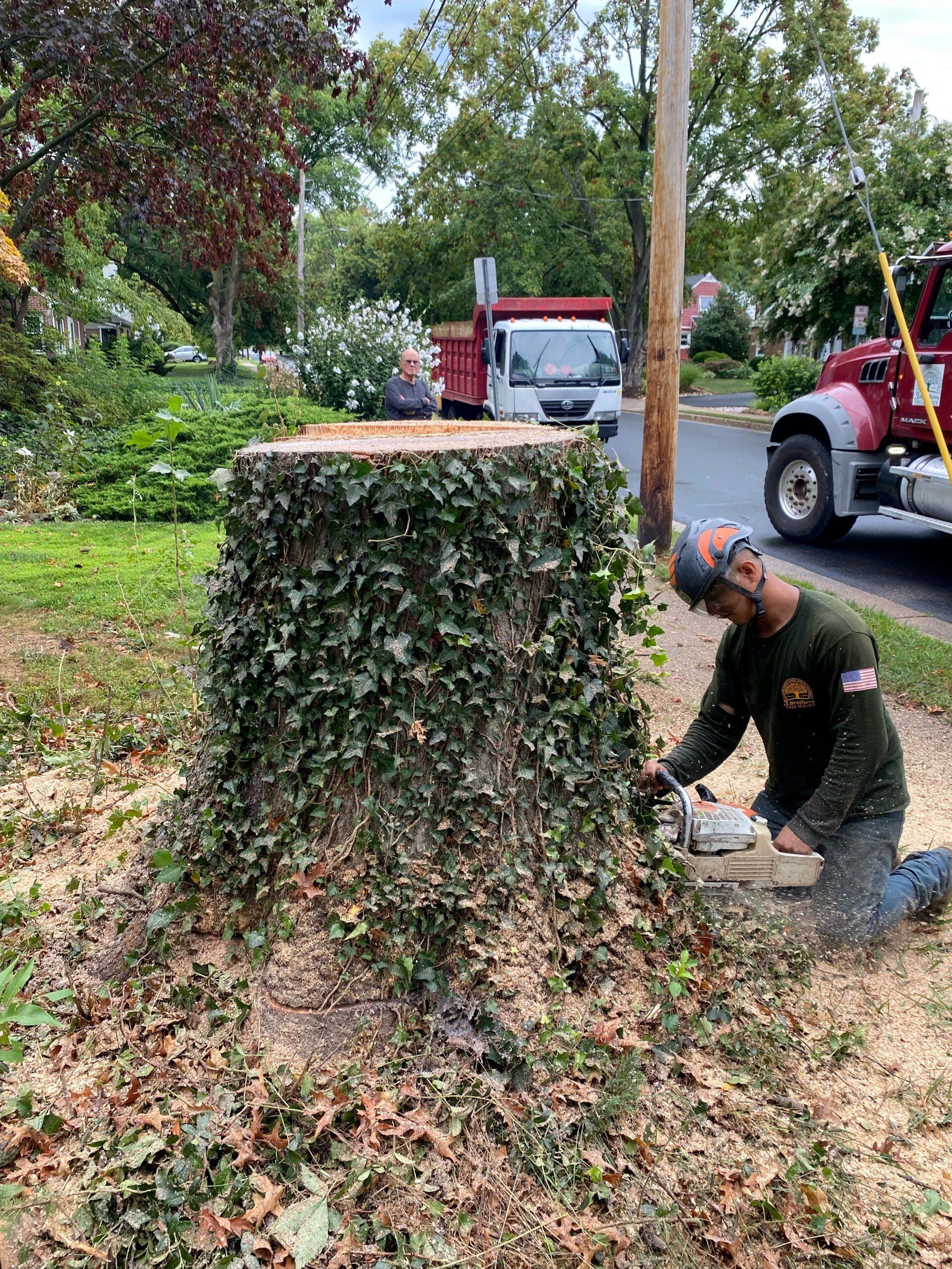 3 Brothers Tree Service New Castle De