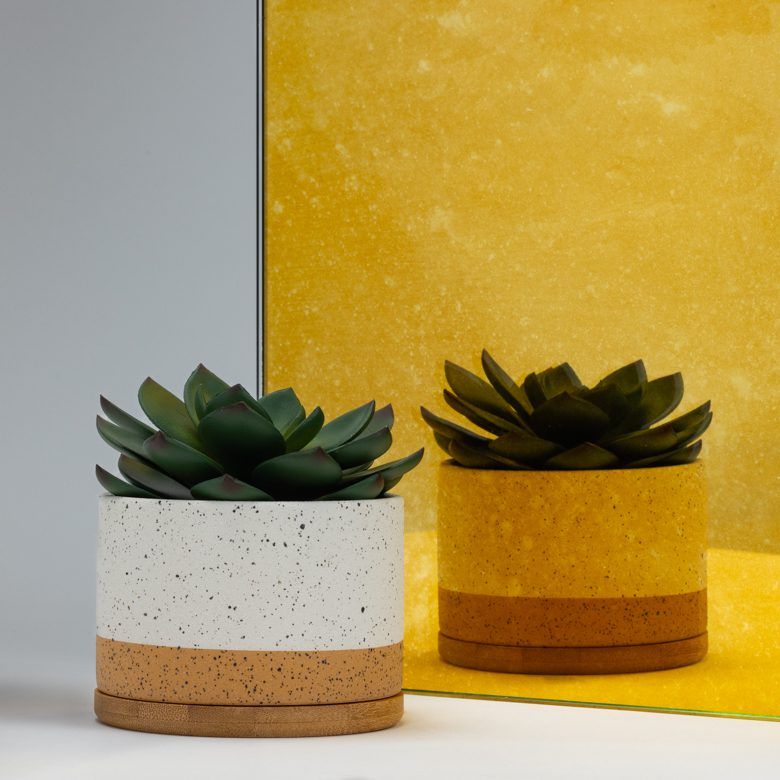 Two succulent plants in decorative pots: one white with tan bottom, the other yellow with tan bottom.