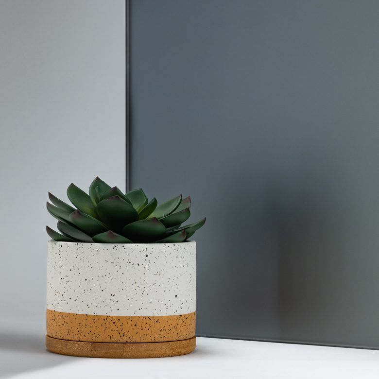 Succulent in a speckled white and brown pot against a gray and white background.