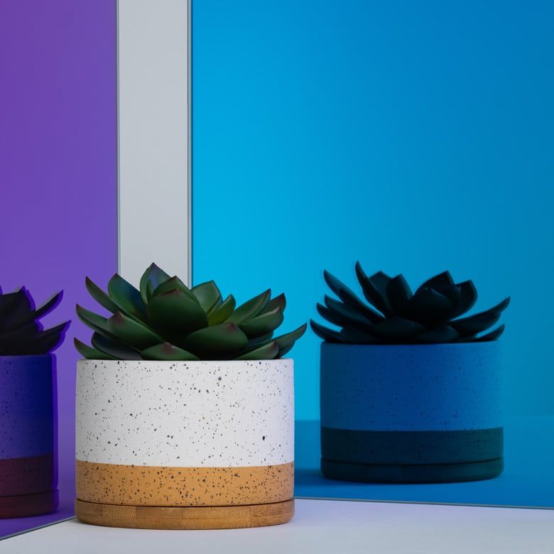 Three succulent plants in colorful pots against a blue and purple backdrop.