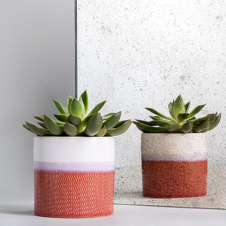 Two potted succulents: white, purple, and red ceramic pots against a textured backdrop.