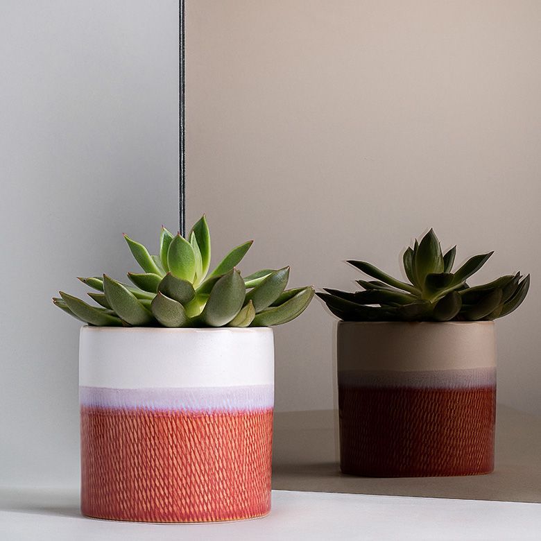 Two potted succulents in a room, one with white, pink, and red pot, the other with tan and brown.