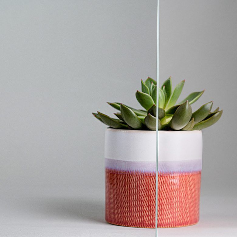 Succulent plant in a white and red pot against a gray background, bisected by a vertical line.