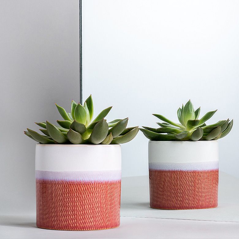 Two succulents in red, white, and purple textured pots sit near a mirror.