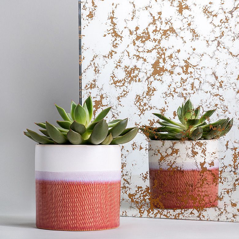 Two potted succulents in textured red and white ceramic pots with a mirrored backdrop.