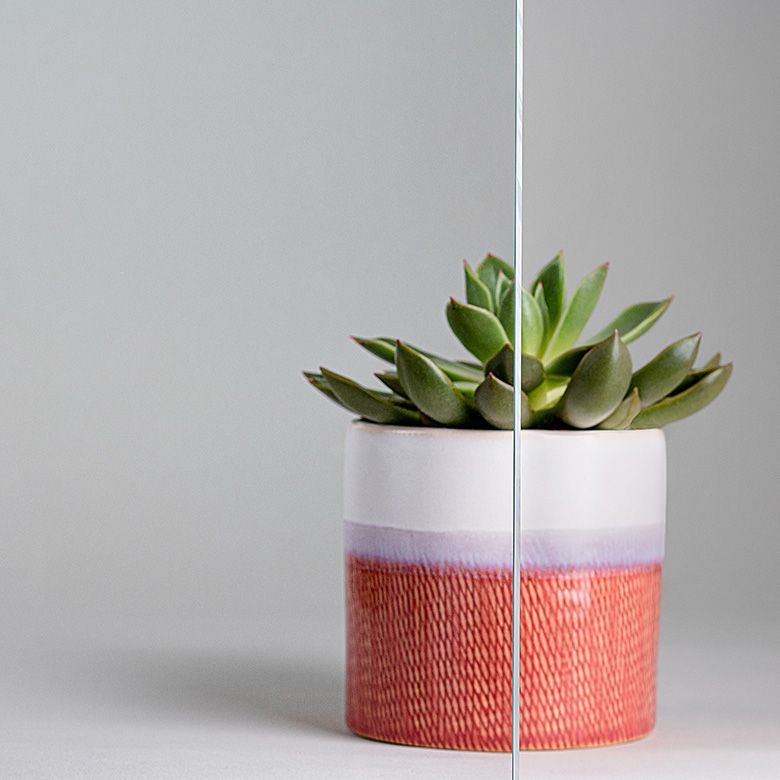 Succulent in a red and white pot against a light gray background, with a vertical line through the center.
