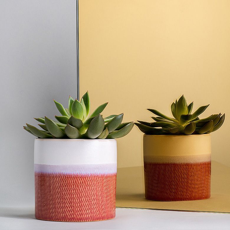 Two succulent plants in terracotta pots with white and orange bands.