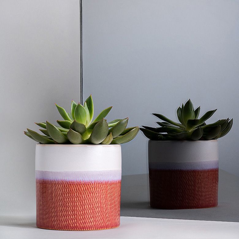 Two potted succulents, white and red textured ceramic pots, grey background.