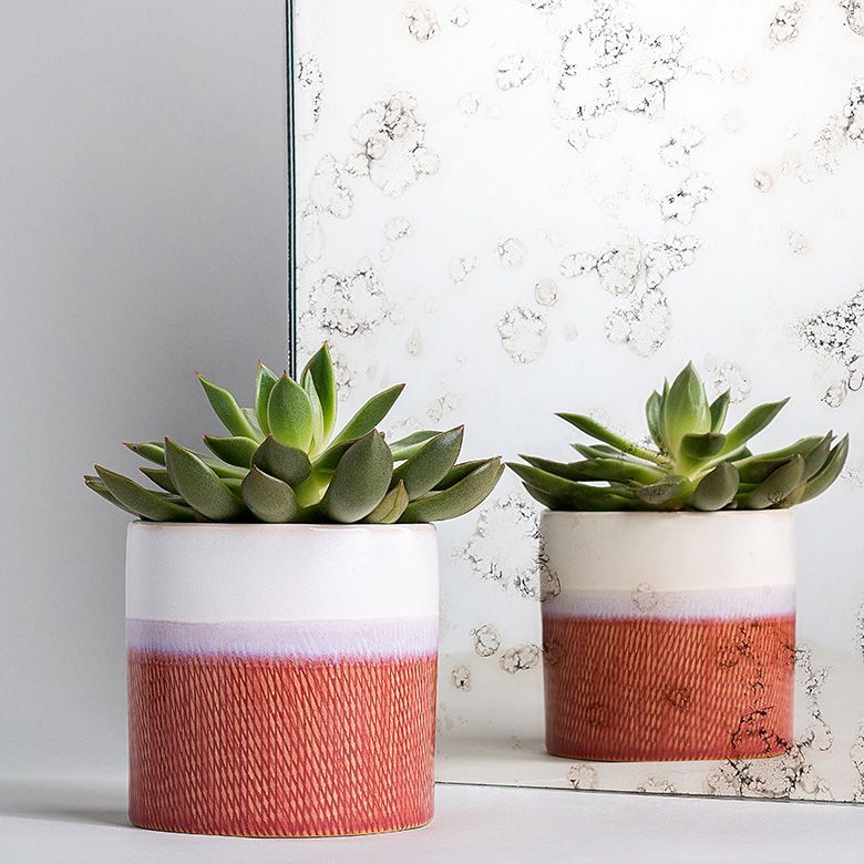 Two succulent plants in terracotta and white pots in front of a textured mirror.