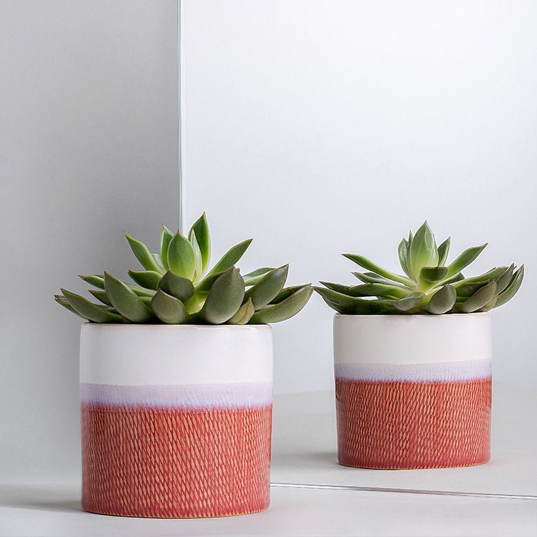 Two succulent plants in cylindrical pots with white and coral-colored textured exteriors.