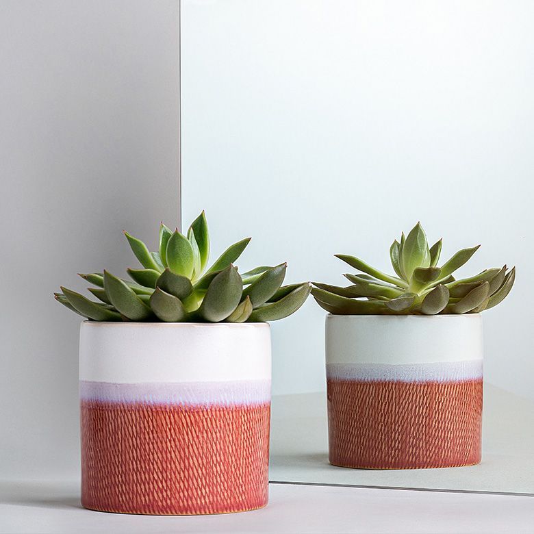 Two succulents in textured, two-toned terracotta pots, one reflected in a mirror.