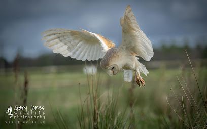 A barn owl with pale wings spread wide, gliding low over a grassy field on a cloudy day.